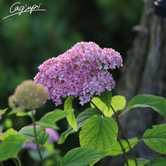 Гортензія деревовидна 'Pink Annabelle' - 9