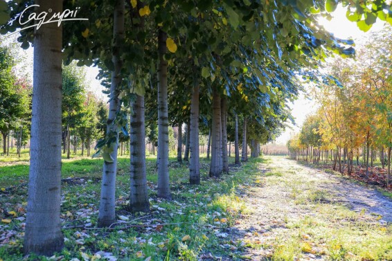 Липа войлочная 'Brabant' - 3