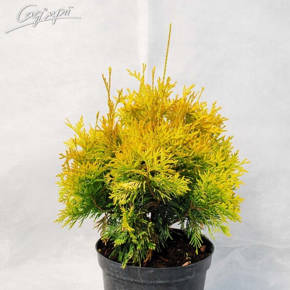 Туя западная 'Yellow Ribbon' - 2