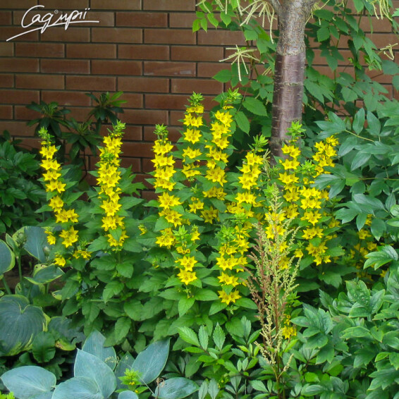 Вербозілля плямисте, C3,С2 - - 1