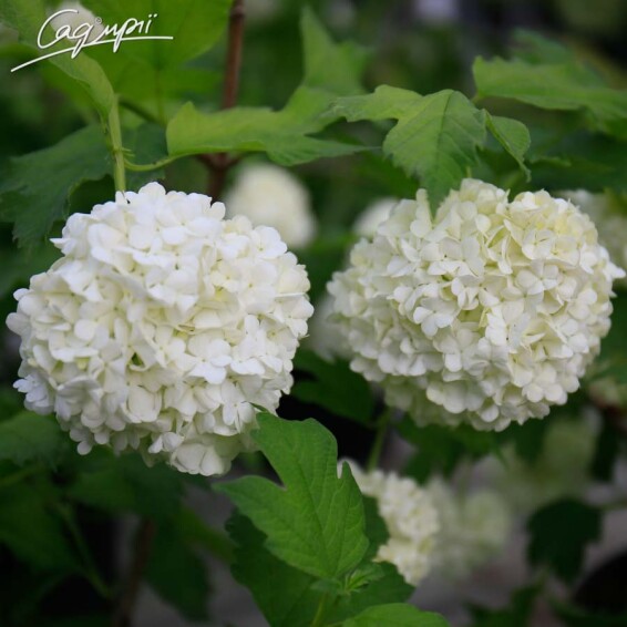 Калина обыкновенная 'Roseum' (бульдонеж) - 1