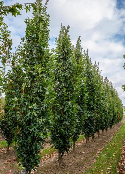 Дуб болотный 'Green Pillar' - 5