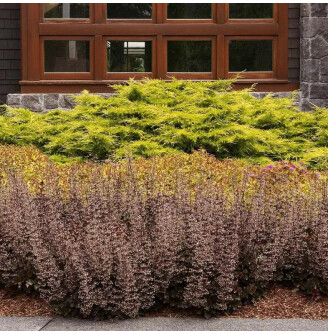 Гейхера дрібноквіткова 'Crimson Curls'