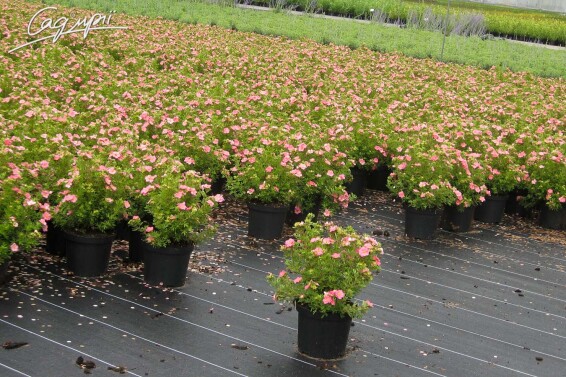 Лапчатка кустарниковая 'Lovely Pink'® #2, C3 - - 1