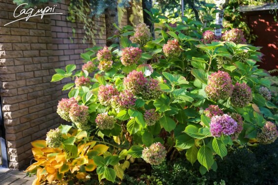 Гортензія крупнолиста 'Bouquet Rose' - 6