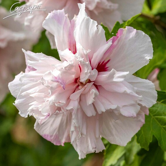 Гибискус сирийский 'French Cabaret Pastel'® - 1