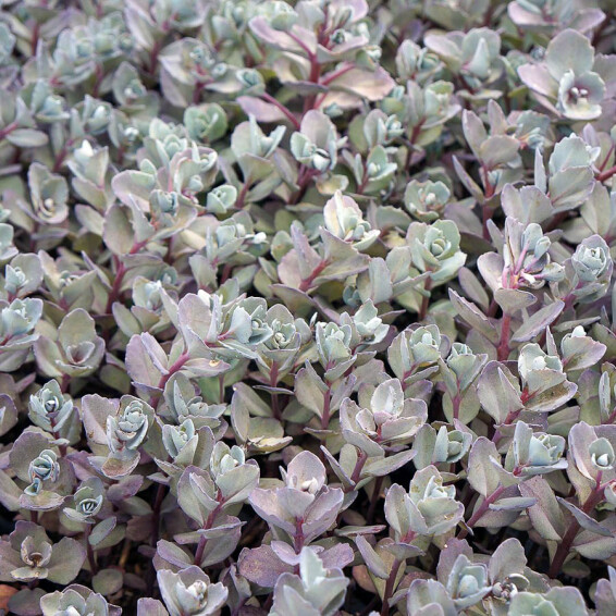 Очиток гибридный 'Bertram Anderson' - 1