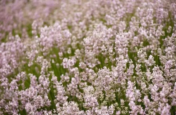 Лаванда вузьколиста 'Rozea' - 9 Лаванда вузьколиста 'Rozea' - 9