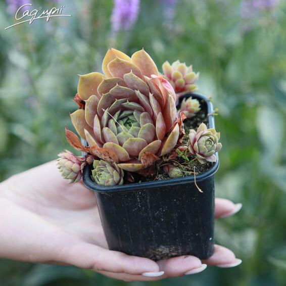 Молодило гібридне 'Pilatus' #1, p9 - - 1