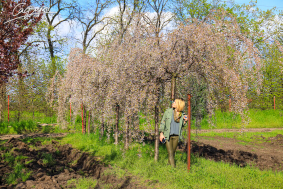 Вишня субхиртела 'Pendula' - 20