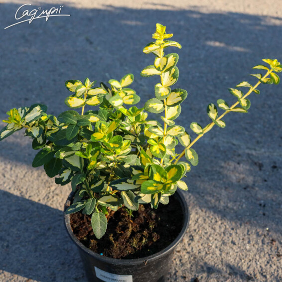 Бересклет форчуна 'Blondy', C2 30-40 - 4 Бересклет форчуна 'Blondy', C2 30-40 - 4