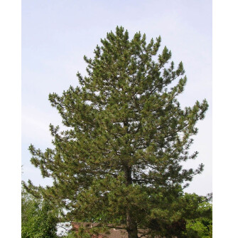 Сосна чорна 'Nigra'