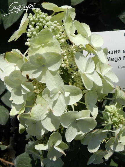 Гортензія волотиста 'Mega Mindy' ® #4, C2 80-90 - 1 Гортензія волотиста 'Mega Mindy' ® #4, C2 80-90 - 1