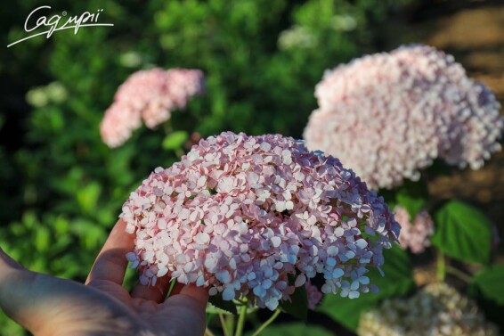 Гортензія деревовидна 'Magical Pinkerbell' - 3