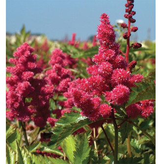 Астільба японьска 'Koln'