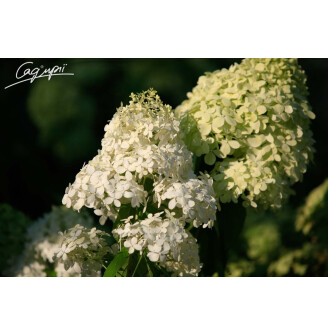 Гортензія волотиста 'Phantom'