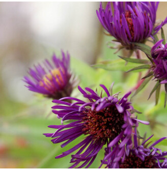 Айстра новоанглійська  'Marina Wolkonsky'