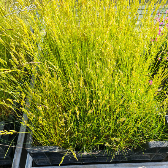 Овсяница метельчатая, p9 - - 2 Овсяница метельчатая, p9 - - 2