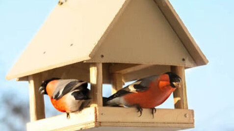 Залучаємо птахів в сад