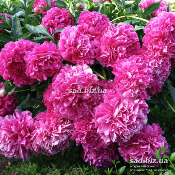 Пион травянистый 'Edwin C. Bills' - 2 Пион травянистый 'Edwin C. Bills' - 2