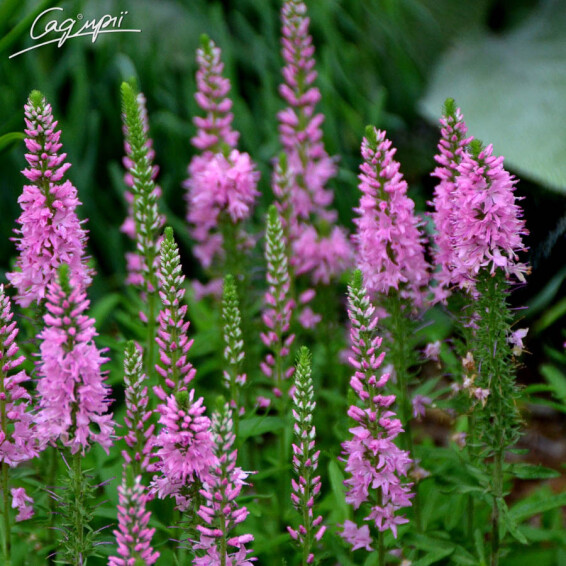 Шалфей дубравный 'Sensation Rose', C2 - - 1