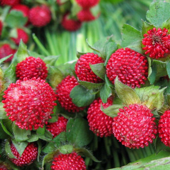 Дюшенія індійська - 4 Дюшенія індійська - 4