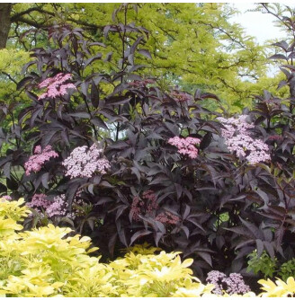 Бузина чорна 'Black Beauty'®