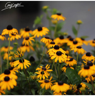 Рудбекія блискуча 'Goldsturm'