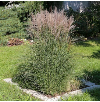 Міскантус китайський 'Graziella'