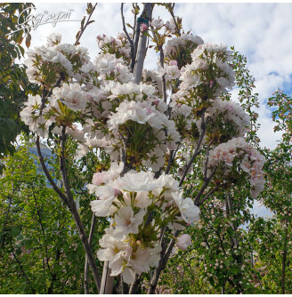 Сакура дрібнозубчаста 'Shirotae'