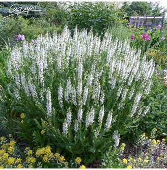 Шавлія лісова 'Schneehugel'