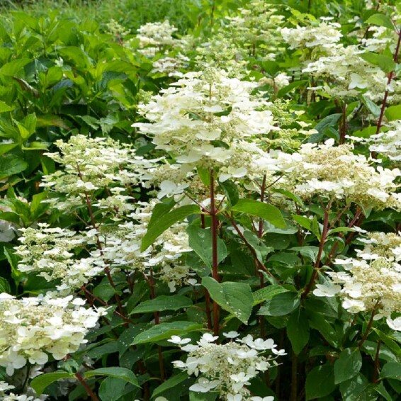 Гортензія волотиста 'Wim's Red' ® #1, C3 - - 2