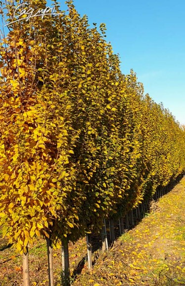 Граб звичайний 'Lucas' #2, С65 - 400+ без штамбу - 4