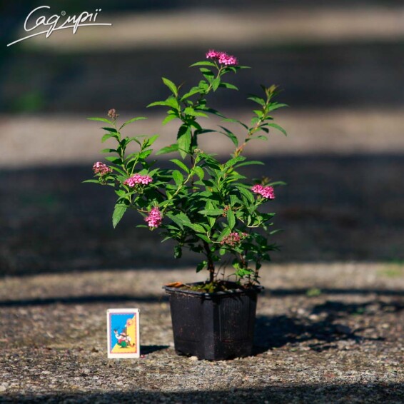 Спірея японська 'Anthony Waterer' #2, С14 - - 4