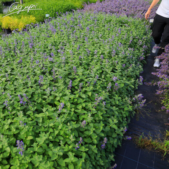 Котовник Фассена 'Hill Grounds' - 3