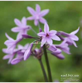 Тульбагія фіолетова