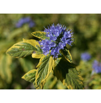 Кариоптерис кландонский 'Summer Sorbet' ®, С2,C3 50-75