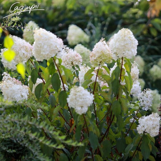 Гортензія волотиста 'Diamantino'® - 1