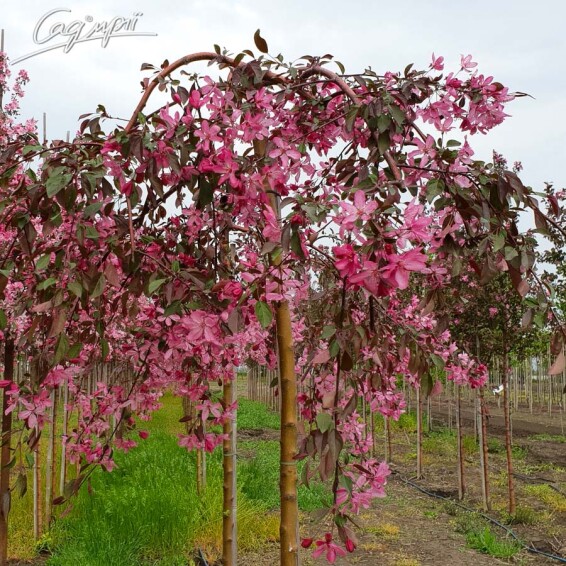 Яблоня плакучая #2, WRB 30--35 225-250 St. 1/2 - 1