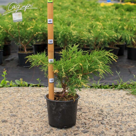 Можжевельник горизонтальный 'Variegata' - 2