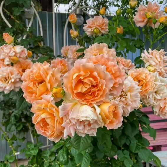 Роза флорибунда 'Polka' - 2