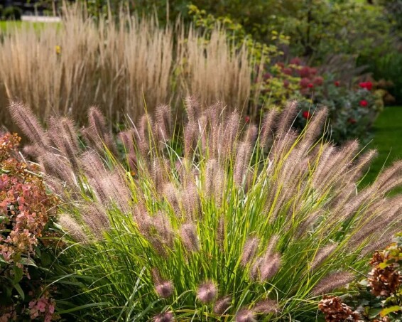 Перистощетинник лисохвостный 'Red head' #1, С1 - - 5