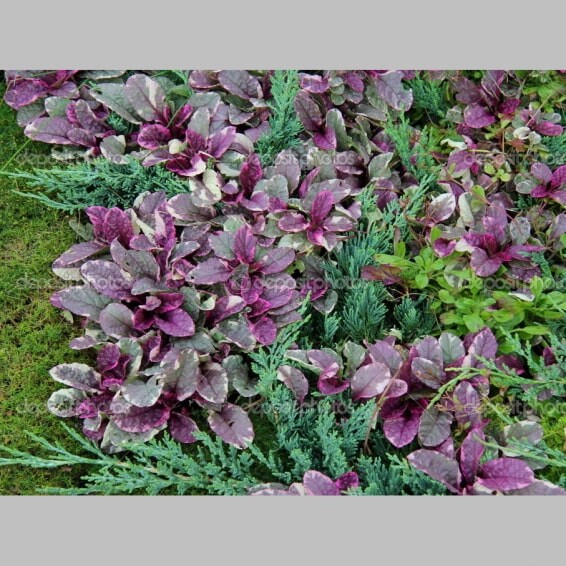 Горлянка повзуча 'Burgundy Glow' - 1 Горлянка повзуча 'Burgundy Glow' - 1