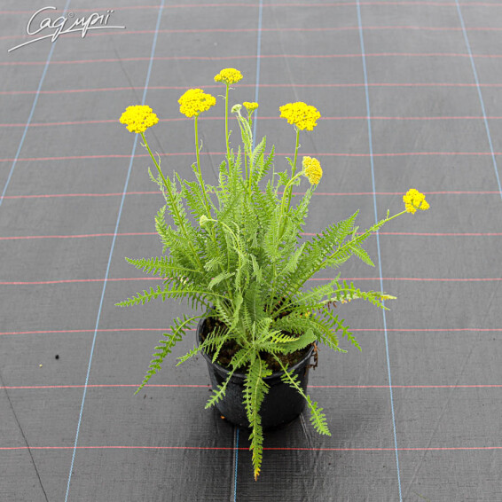 Тысячелистник таволговый 'Schwellenburg', p9 - - 4 Тысячелистник таволговый 'Schwellenburg', p9 - - 4