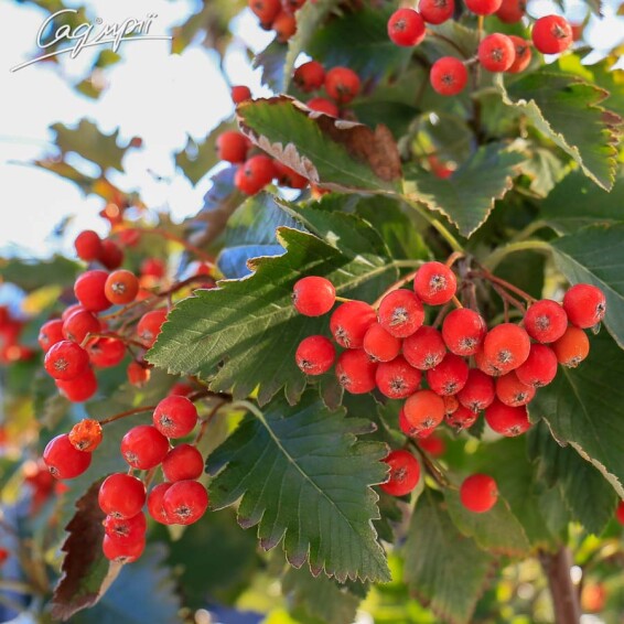 Горобина середня (скандинавська) #2, WRB 16--18 300-350 St. 1/2 - 1