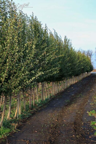 Боярышник сливолистный 'Splendens' - 9