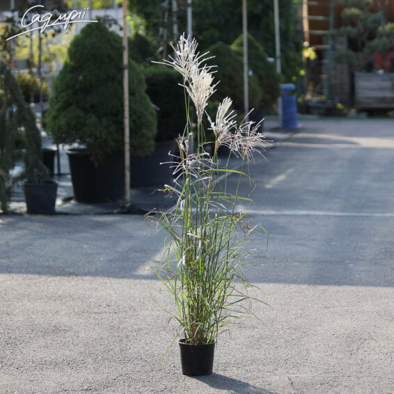 Міскантус китайський 'Kleine Fontane' - 4