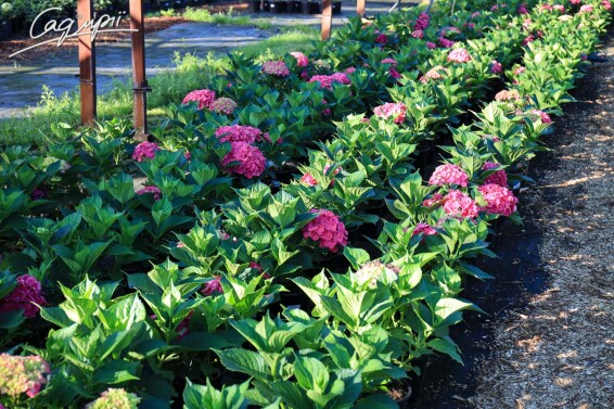 Гортензия крупнолистная 'Leuchtfeuer' #3, p9 - - 2