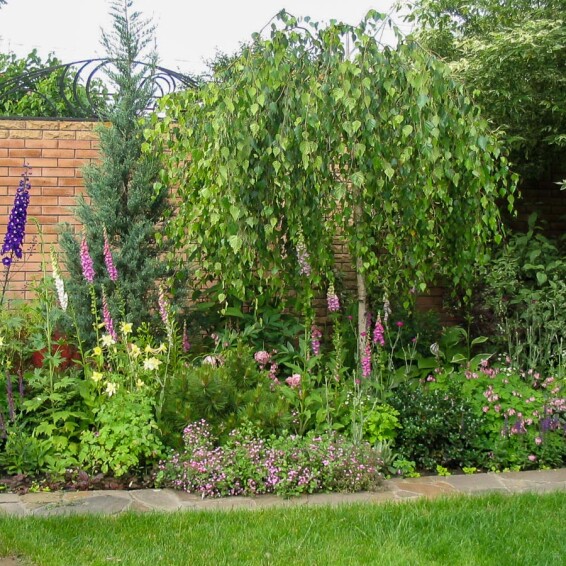 Береза плакуча 'Youngii', кореневласна - 14