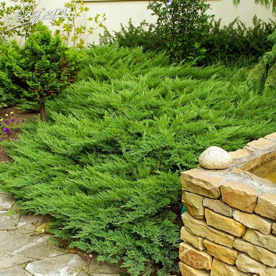 Ялівець козацький 'Tamariscifolia' - 1